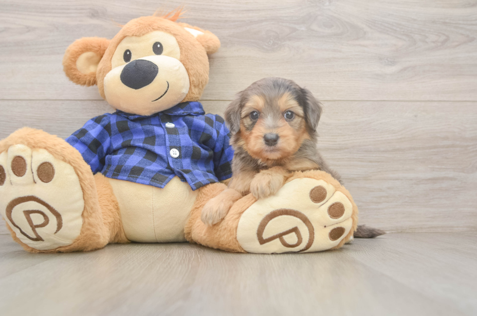 5 week old Mini Goldendoodle Puppy For Sale - Pilesgrove Pups