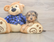 7 week old Mini Goldendoodle Puppy For Sale - Pilesgrove Pups 7 week old Mini Goldendoodle Puppy For Sale - Pilesgrove Pups