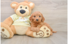Mini Goldendoodle Puppy for Adoption