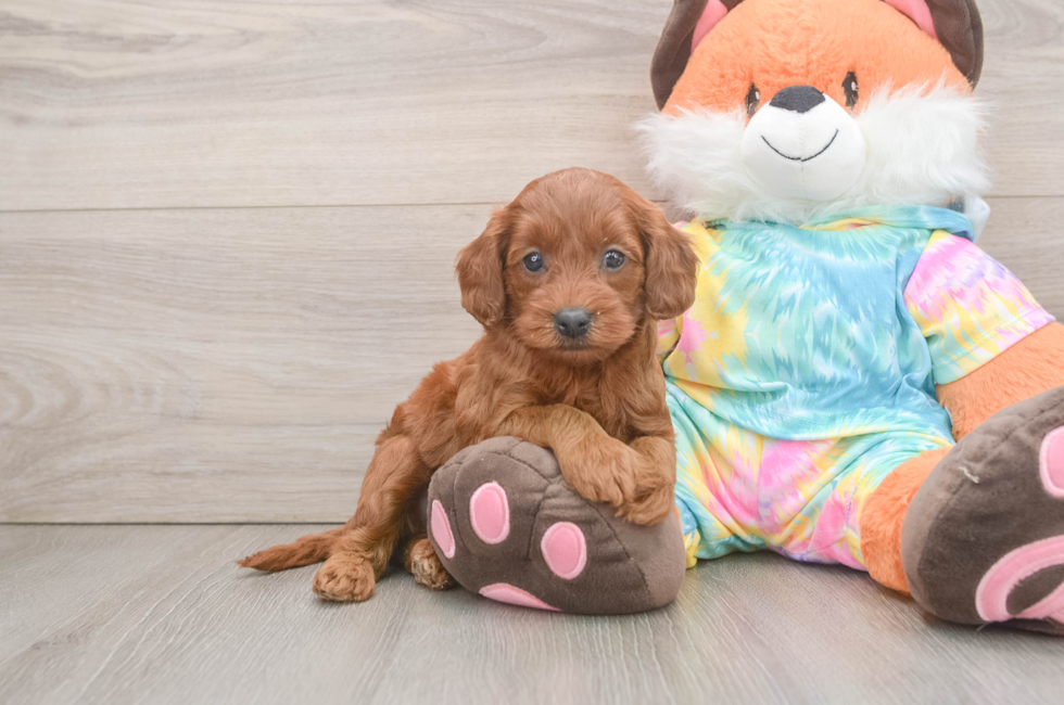 7 week old Mini Goldendoodle Puppy For Sale - Pilesgrove Pups