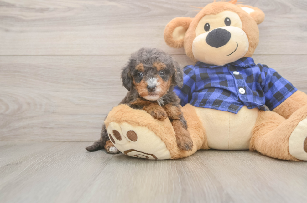 5 week old Mini Goldendoodle Puppy For Sale - Pilesgrove Pups