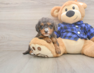 7 week old Mini Goldendoodle Puppy For Sale - Pilesgrove Pups 7 week old Mini Goldendoodle Puppy For Sale - Pilesgrove Pups