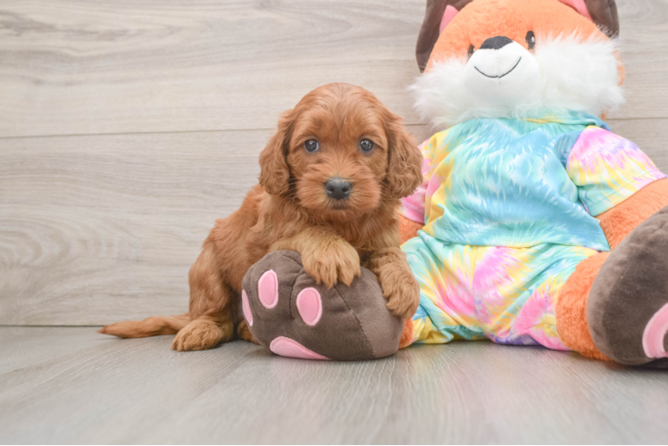 Happy Mini Goldendoodle Baby