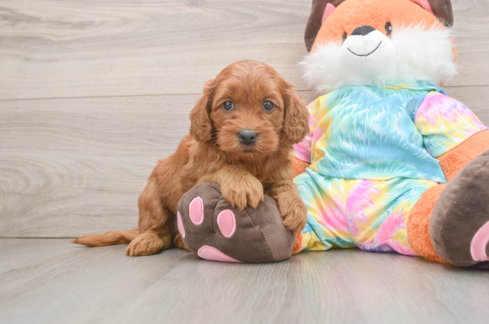 6 week old Mini Goldendoodle Puppy For Sale - Pilesgrove Pups