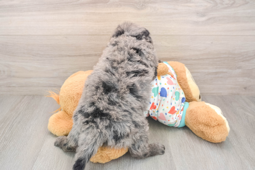 Mini Goldendoodle Puppy for Adoption