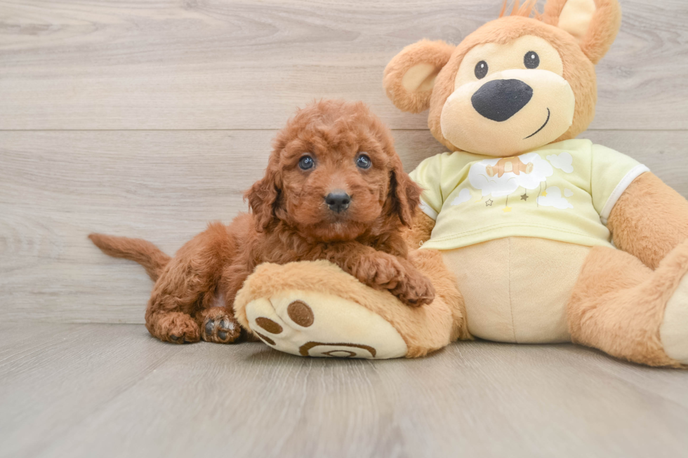 Cute Mini Goldendoodle Baby