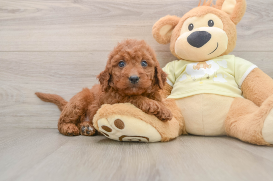 Sweet Mini Goldendoodle Baby