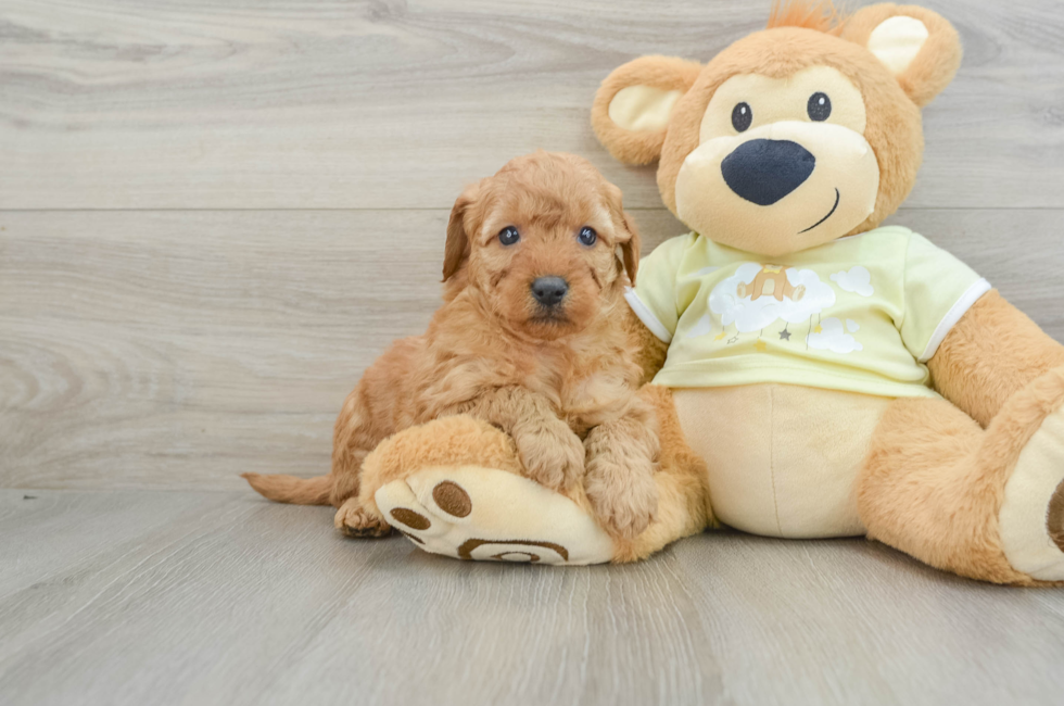 6 week old Mini Goldendoodle Puppy For Sale - Pilesgrove Pups