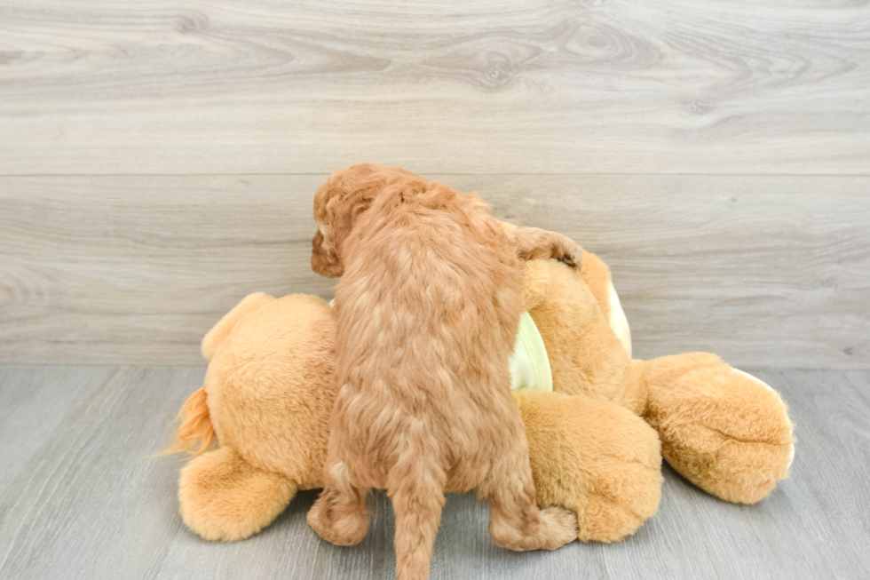 Popular Mini Goldendoodle Poodle Mix Pup