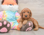 7 week old Mini Goldendoodle Puppy For Sale - Pilesgrove Pups