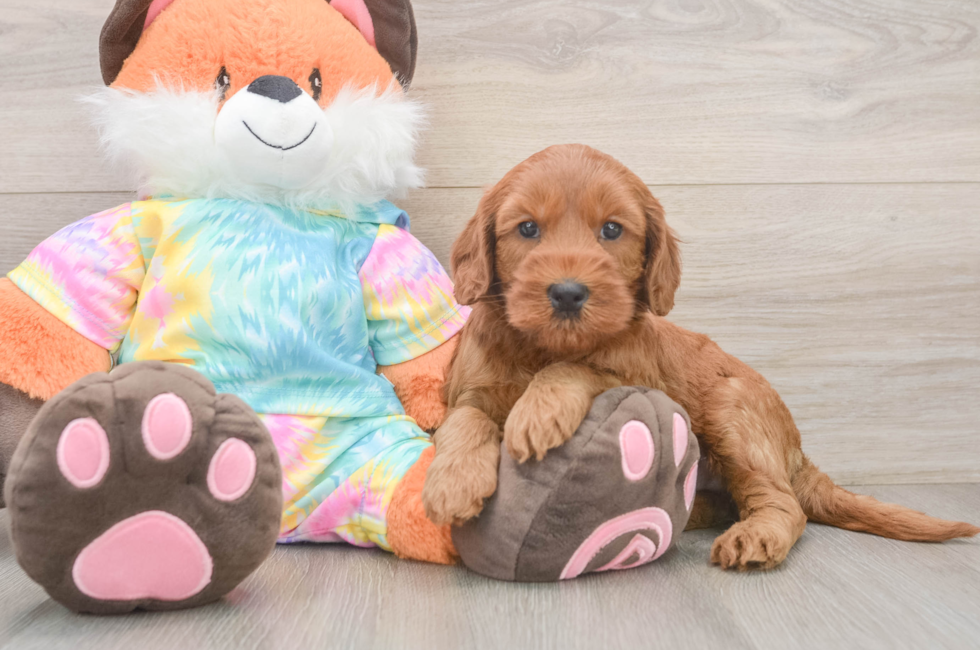 7 week old Mini Goldendoodle Puppy For Sale - Pilesgrove Pups