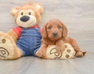 6 week old Mini Goldendoodle Puppy For Sale - Pilesgrove Pups