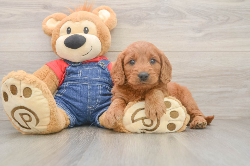 6 week old Mini Goldendoodle Puppy For Sale - Pilesgrove Pups