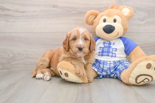 Sweet Mini Goldendoodle Baby