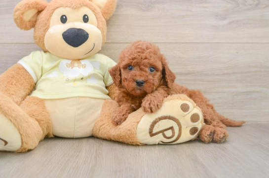 Mini Goldendoodle Puppy for Adoption