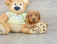 8 week old Mini Goldendoodle Puppy For Sale - Pilesgrove Pups