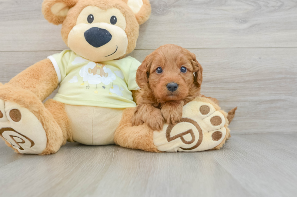 6 week old Mini Goldendoodle Puppy For Sale - Pilesgrove Pups