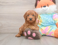 7 week old Mini Goldendoodle Puppy For Sale - Pilesgrove Pups