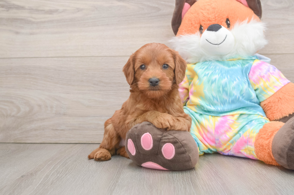 7 week old Mini Goldendoodle Puppy For Sale - Pilesgrove Pups