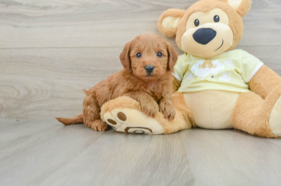 6 week old Mini Goldendoodle Puppy For Sale - Pilesgrove Pups