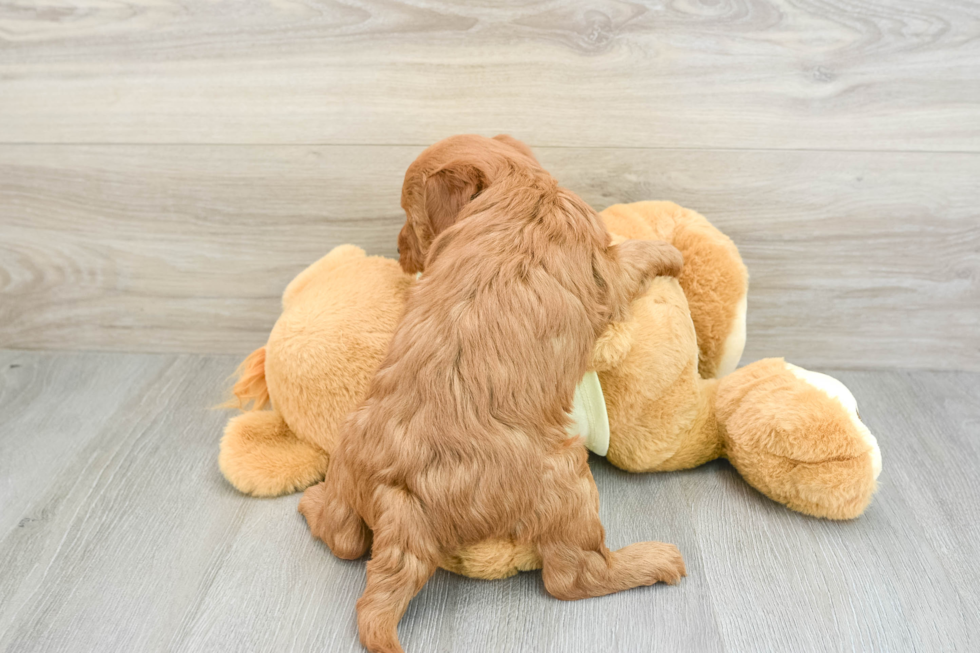 Mini Goldendoodle Pup Being Cute