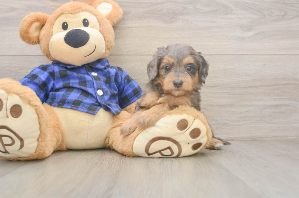 5 week old Mini Goldendoodle Puppy For Sale - Pilesgrove Pups
