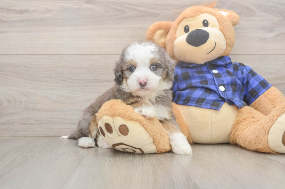 5 week old Mini Goldendoodle Puppy For Sale - Pilesgrove Pups