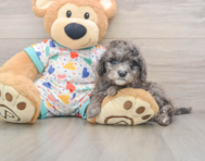 7 week old Mini Goldendoodle Puppy For Sale - Pilesgrove Pups