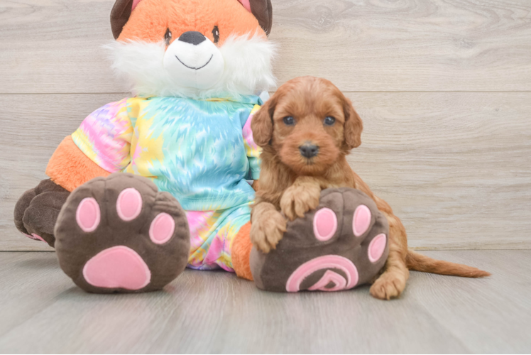 Little Mini Goldenpoo Poodle Mix Puppy