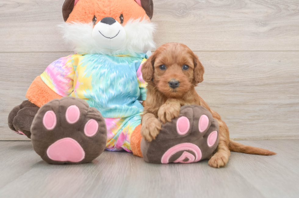 6 week old Mini Goldendoodle Puppy For Sale - Pilesgrove Pups