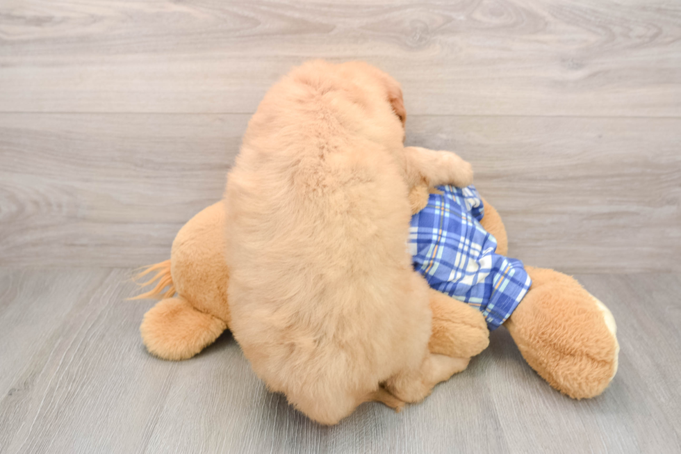 Happy Mini Goldendoodle Baby