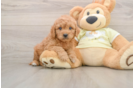 Mini Goldendoodle Puppy for Adoption