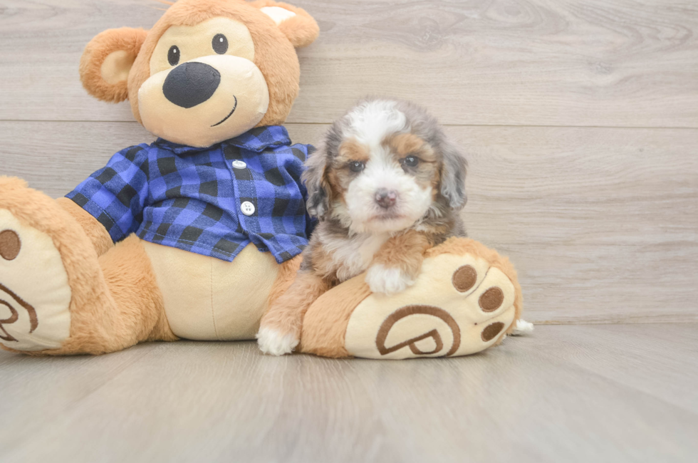 5 week old Mini Goldendoodle Puppy For Sale - Pilesgrove Pups
