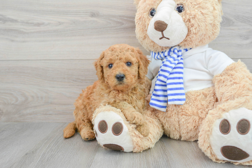 Fluffy Mini Goldendoodle Poodle Mix Pup