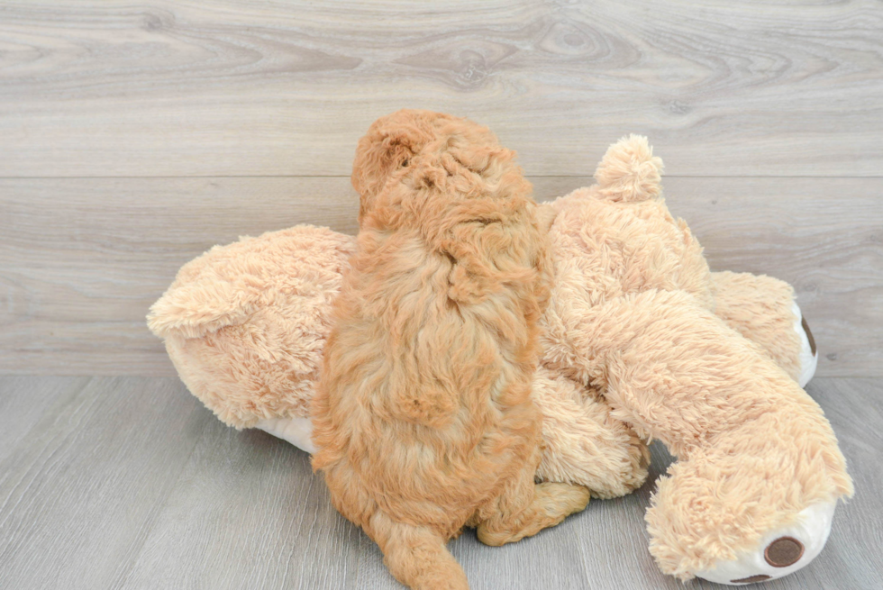 Best Mini Goldendoodle Baby