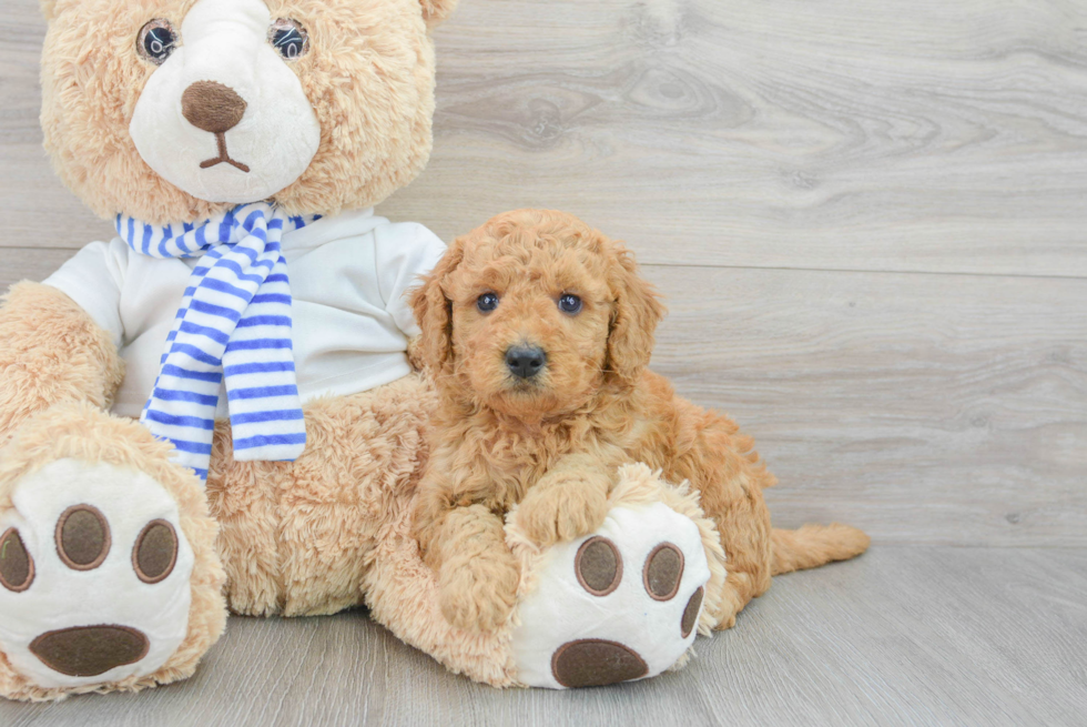 Best Mini Goldendoodle Baby