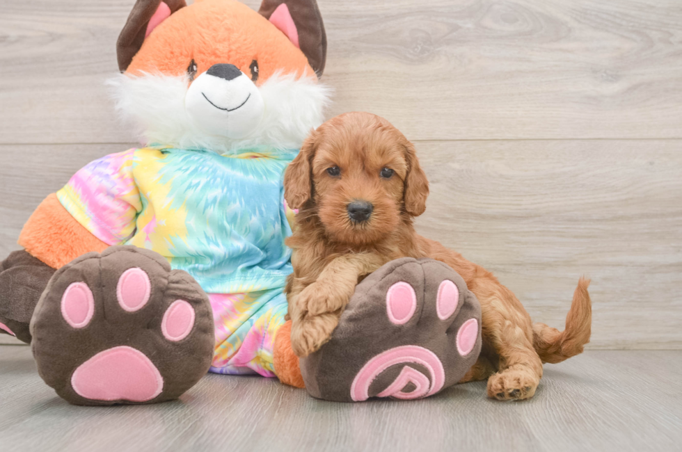 7 week old Mini Goldendoodle Puppy For Sale - Pilesgrove Pups