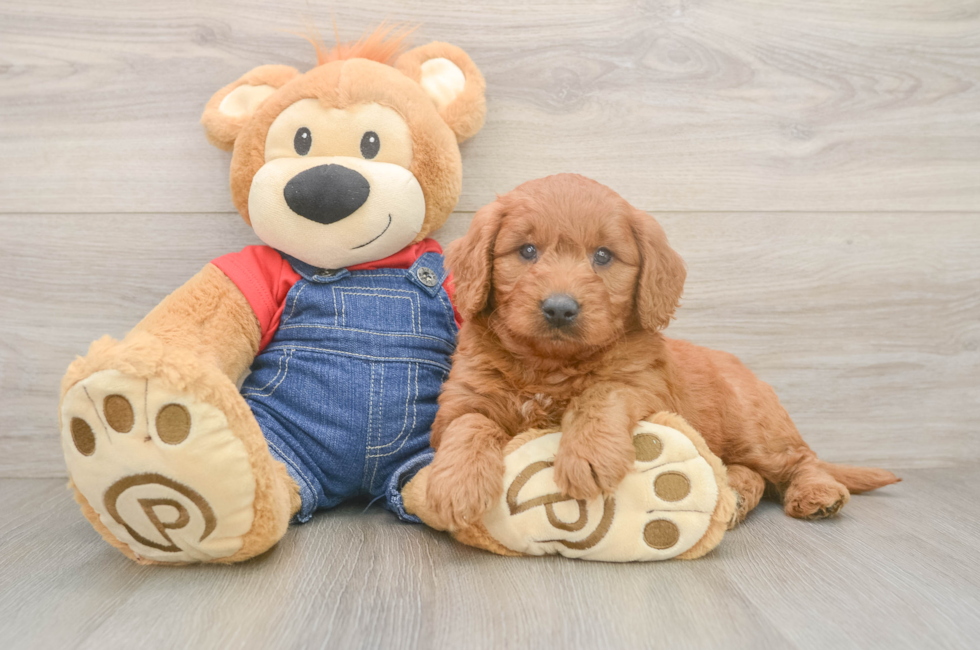 6 week old Mini Goldendoodle Puppy For Sale - Pilesgrove Pups