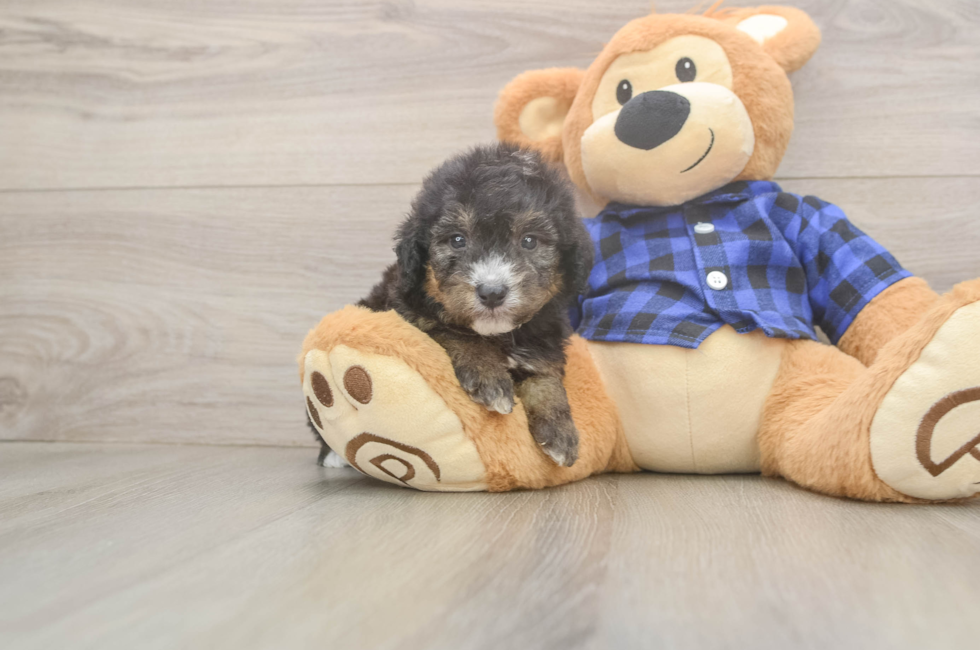 5 week old Mini Goldendoodle Puppy For Sale - Pilesgrove Pups