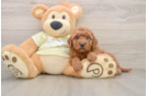 Energetic Golden Doodle Poodle Mix Puppy