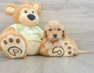 8 week old Mini Goldendoodle Puppy For Sale - Pilesgrove Pups