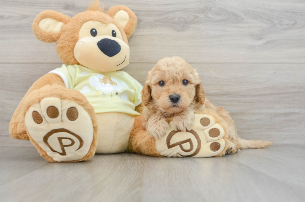 6 week old Mini Goldendoodle Puppy For Sale - Pilesgrove Pups