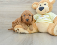 8 week old Mini Goldendoodle Puppy For Sale - Pilesgrove Pups