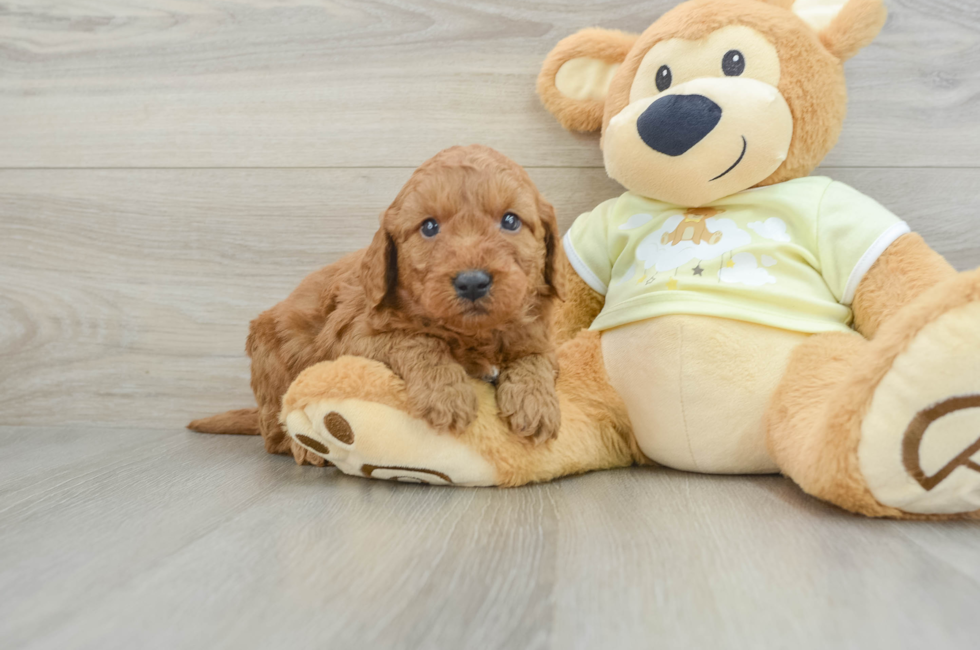 6 week old Mini Goldendoodle Puppy For Sale - Pilesgrove Pups