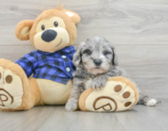 8 week old Mini Goldendoodle Puppy For Sale - Pilesgrove Pups