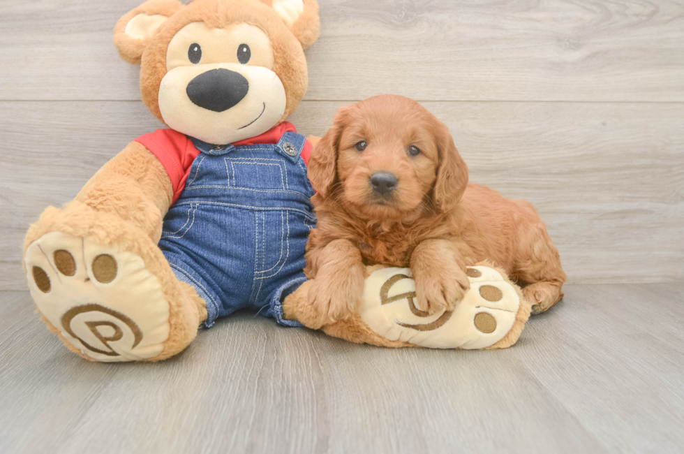 7 week old Mini Goldendoodle Puppy For Sale - Pilesgrove Pups