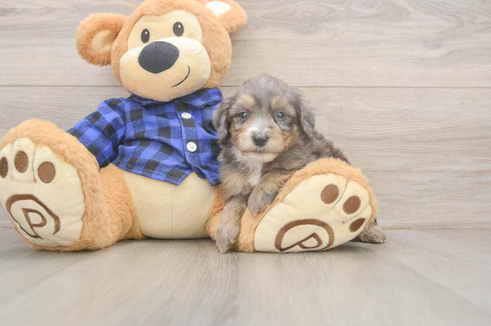 5 week old Mini Goldendoodle Puppy For Sale - Pilesgrove Pups