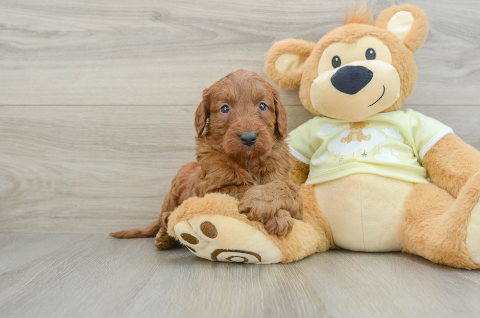 6 week old Mini Goldendoodle Puppy For Sale - Pilesgrove Pups