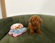 10 week old Mini Goldendoodle Puppy For Sale - Pilesgrove Pups