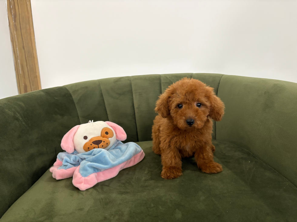Mini Goldendoodle Pup Being Cute